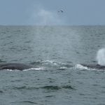 Bryde's whales © Jirayu Tour Ekkul
