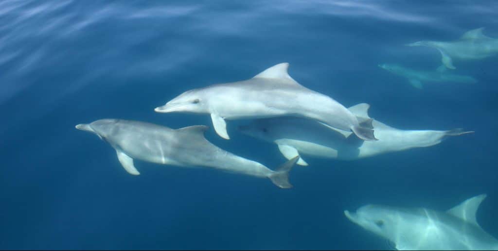 Port River dolphins