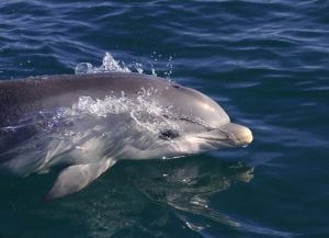 Indo-Pacific bottlenose dolphin © Mike Bossley/WDC