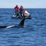 FEROP orca research