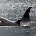 Orca (killer whale)