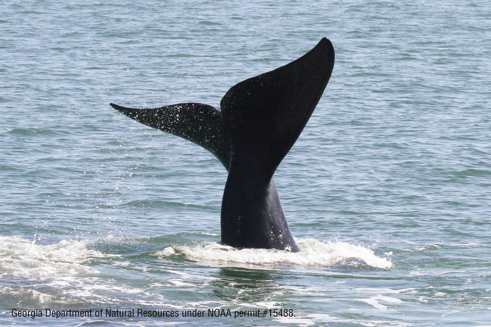 North Atlantic right whale fluking