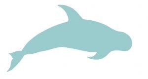 Risso's dolphin illustration