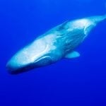 Sperm whale © Douglas Hoffman