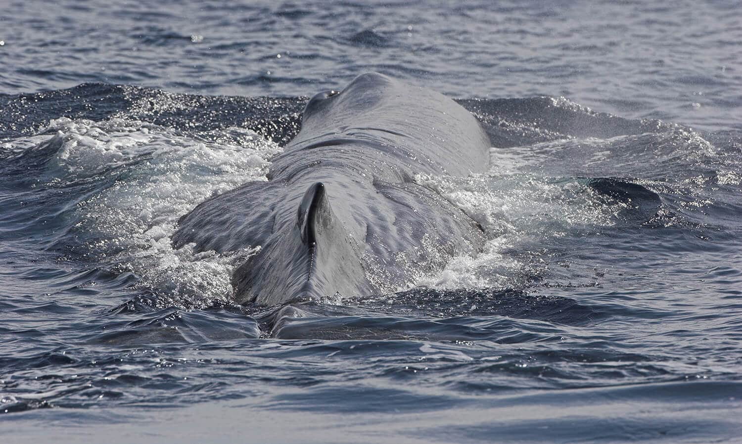 Sperm whale © Tim Stenton