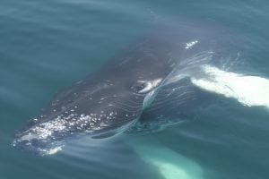 Adopt a humpback whale - Salt