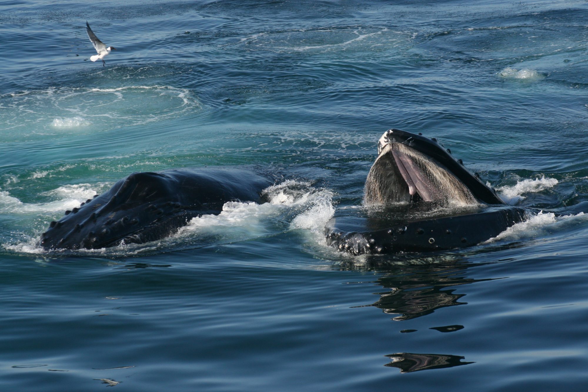 A humpback whale teacher named Salt who helps keep you and me alive ...