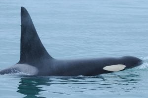 Orca - Fife swimming in British Columbia