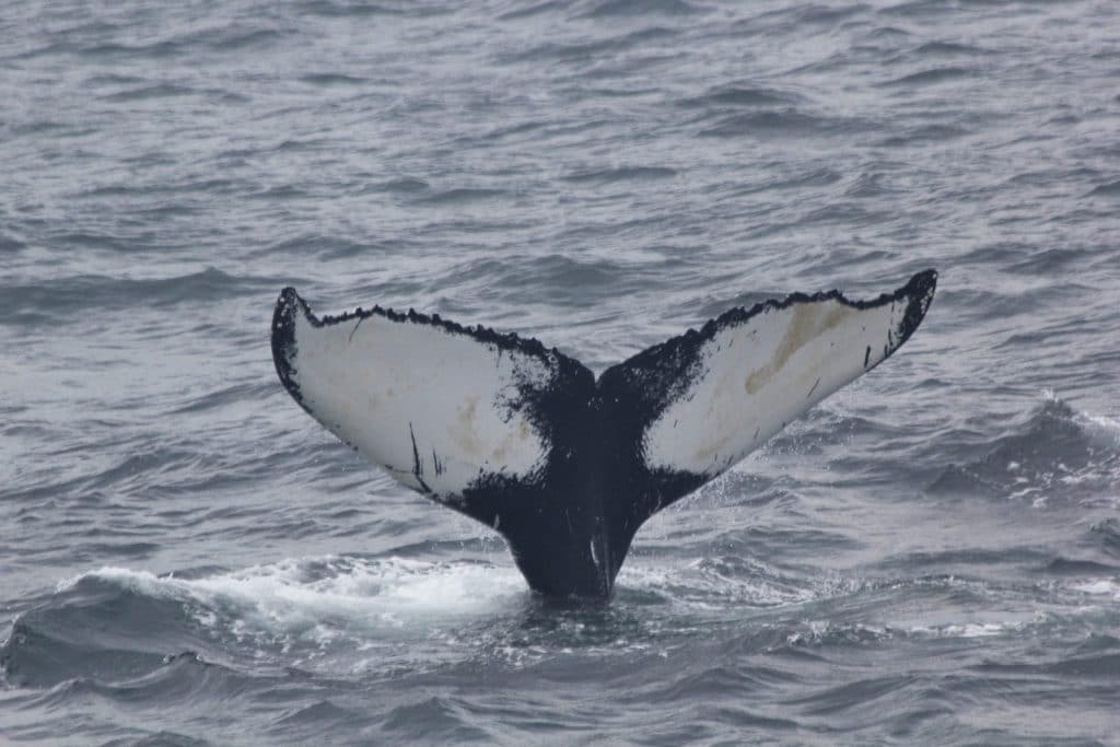 Humpback whale Salt showing underside of her tail