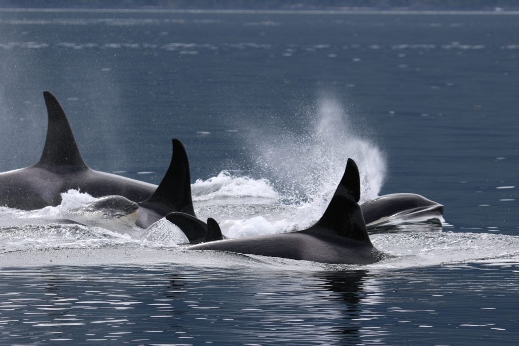 Adopt an orca (killer whale) - Whale and Dolphin Conservation