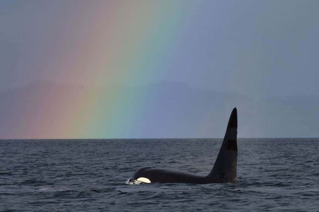 Orca - Fife with rainbow on horizon
