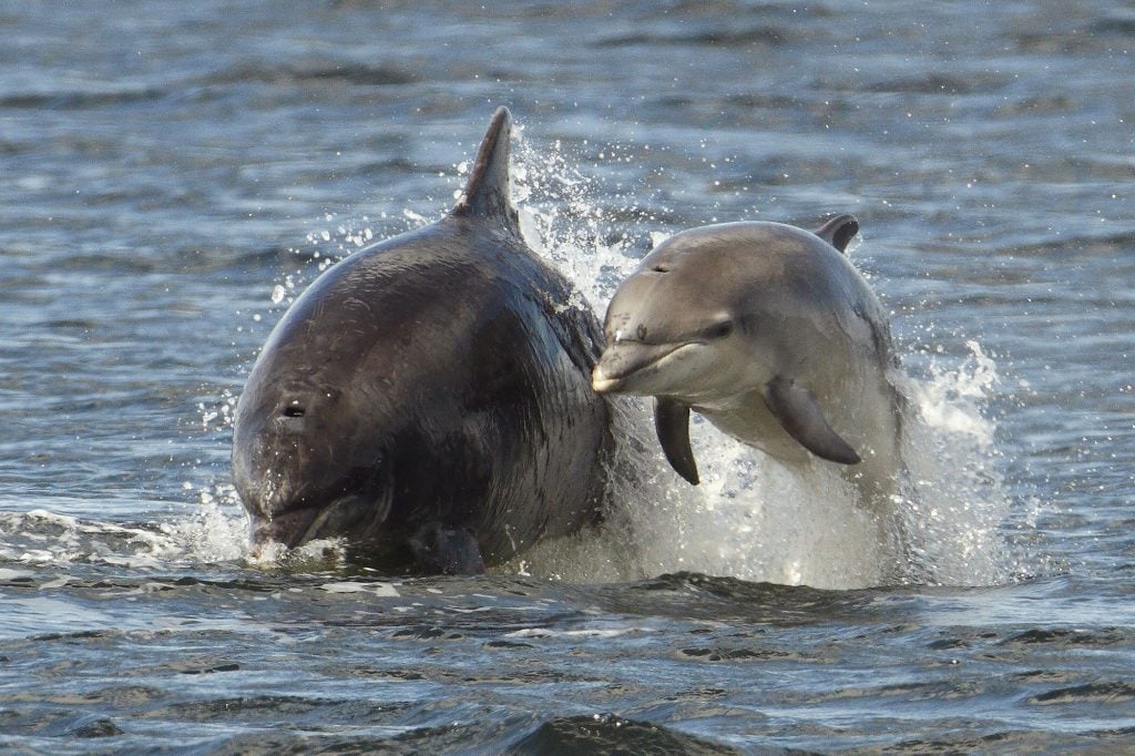 Adopt a dolphin Mischief