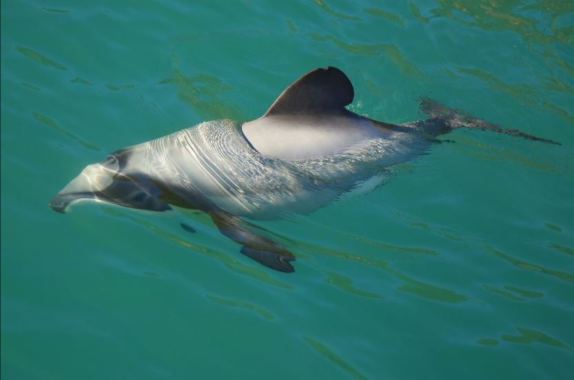 A New Zealand dolphin