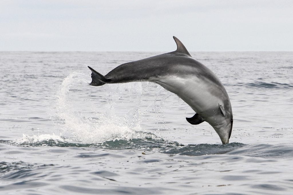 Bottlenose dolphin Spirit breaching