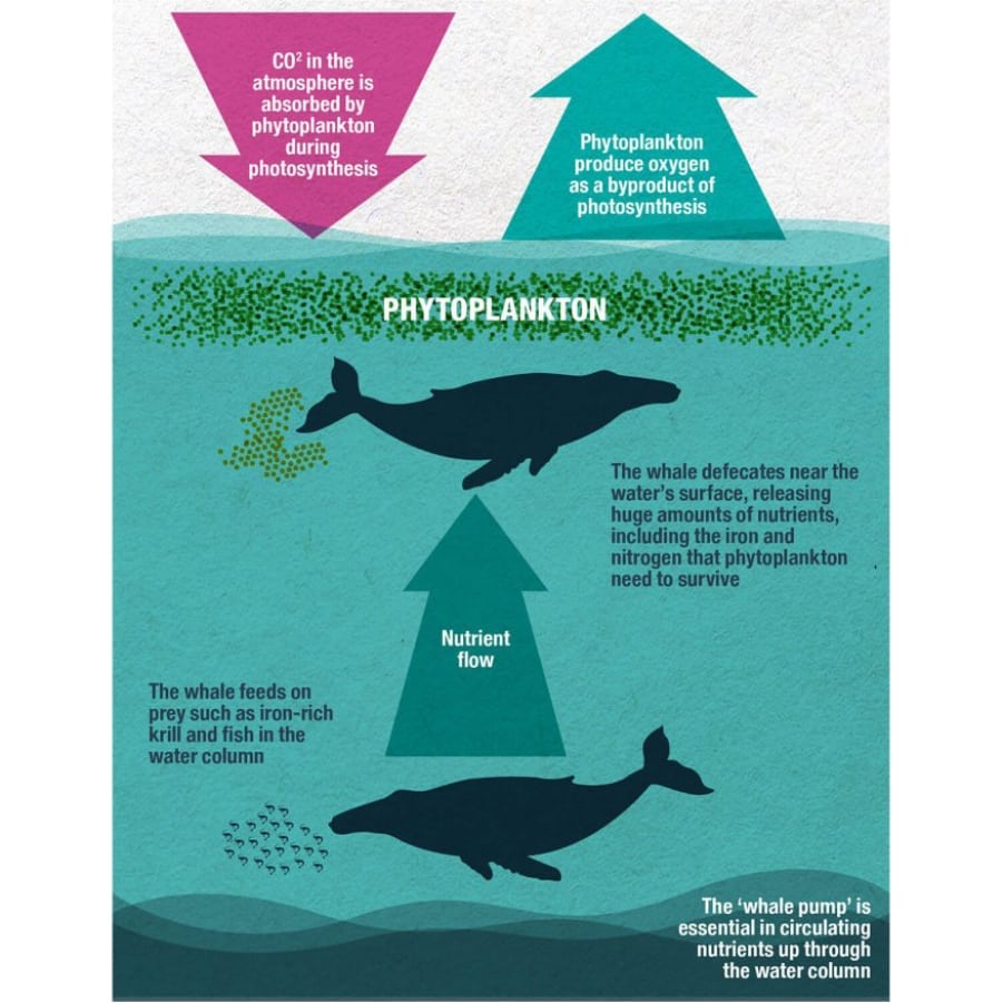 The Green Whale Whale and Dolphin Conservation