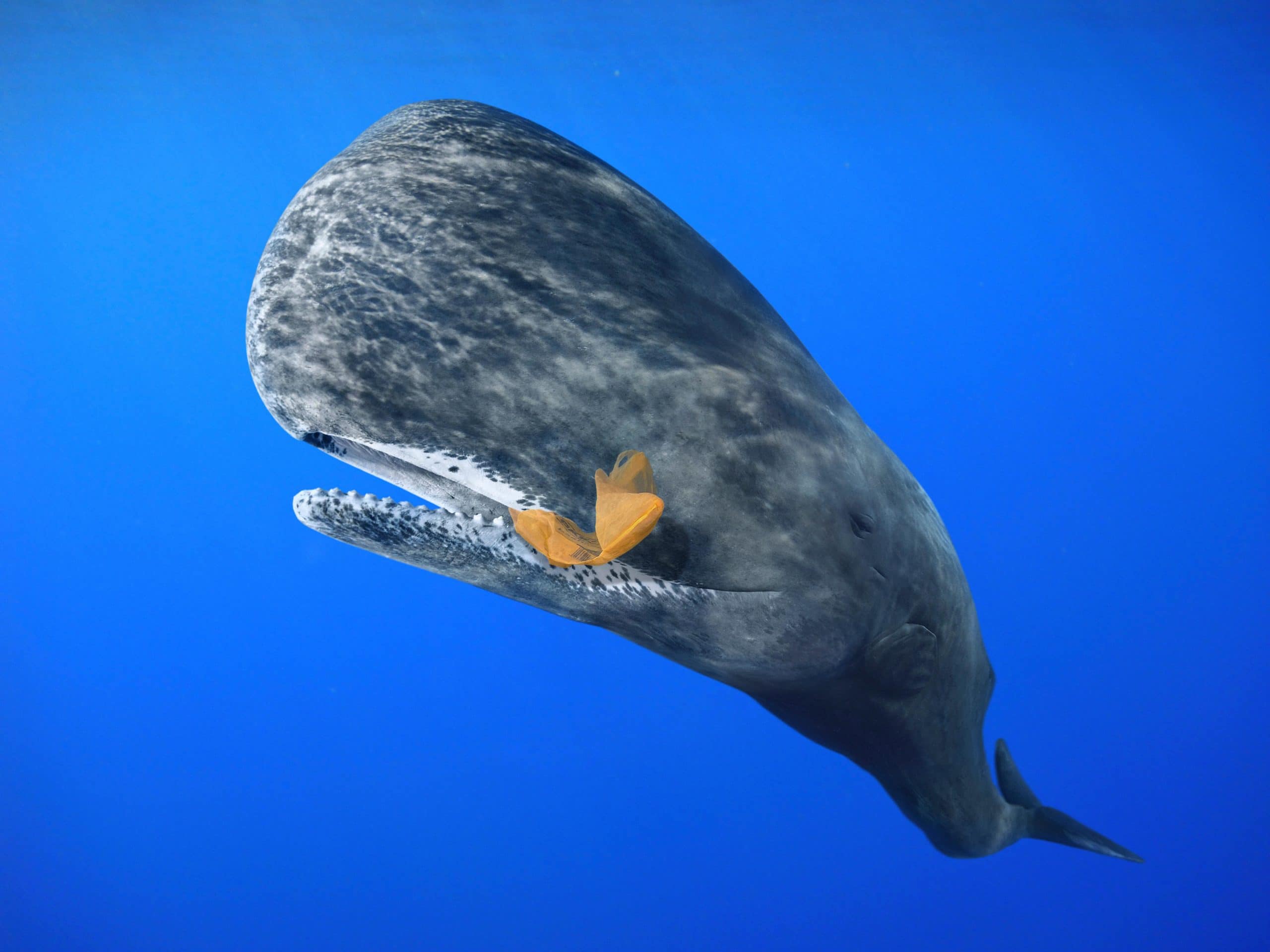 Indonesian volunteers save six beached whales