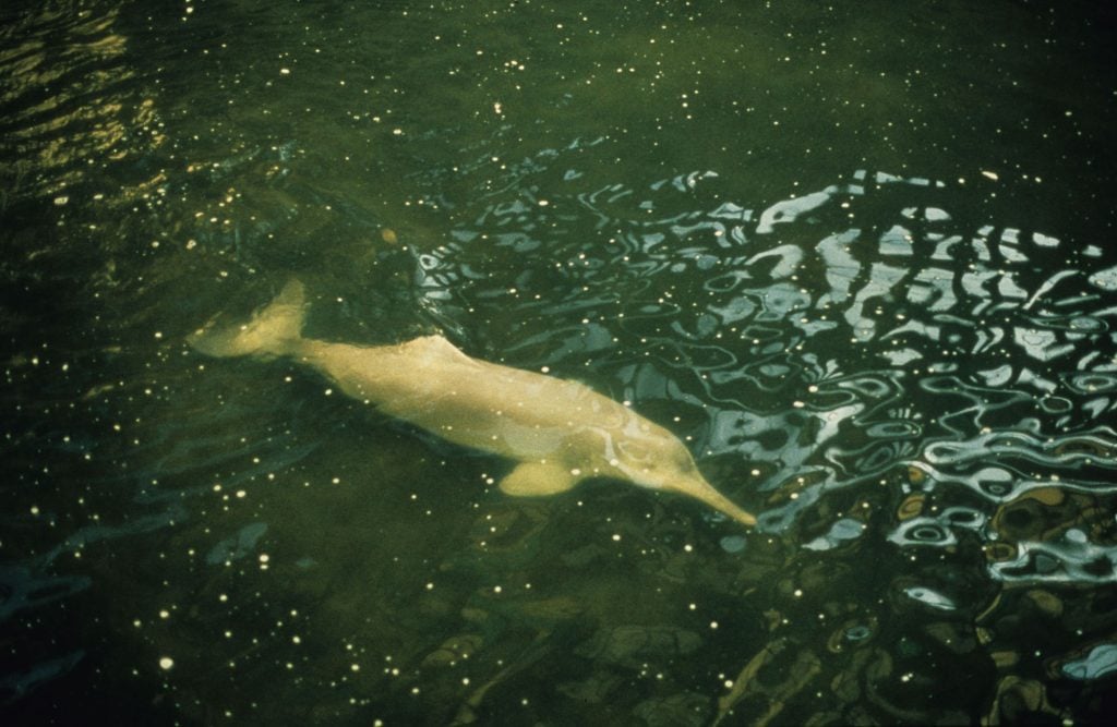 Baiji (Yangtze River dolphin)