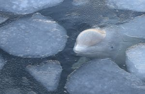 A beluga in the ice