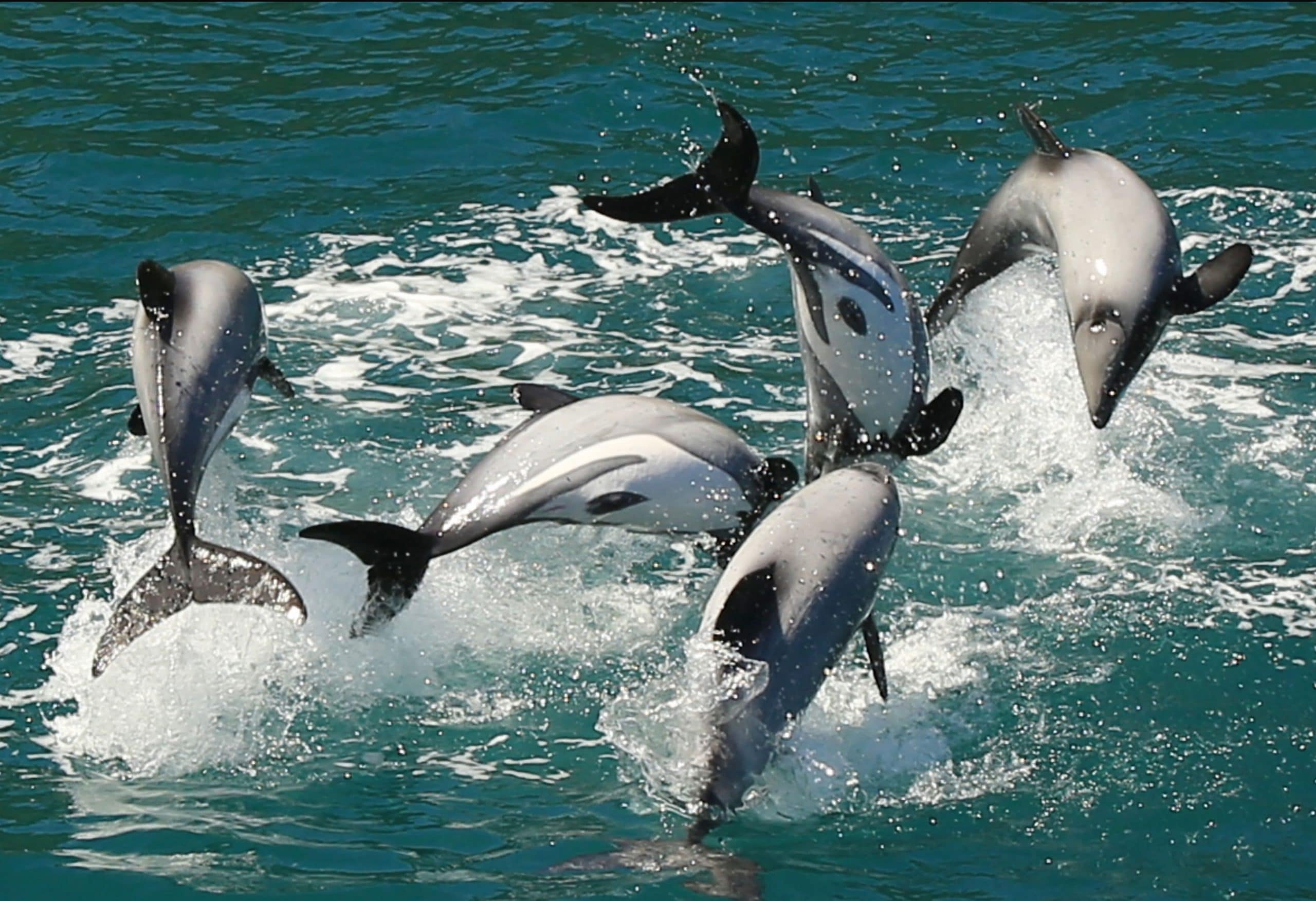 A group of New Zealand dolphins leaping