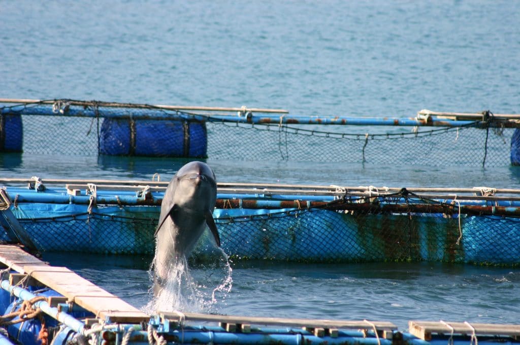 Dolphin are selected from the chaos of the hunt for the captive display industry and they have the potential to endure extreme physical and psychological suffering