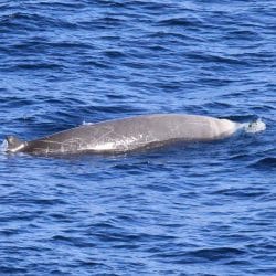 Cuvier's beaked whale - Whale and Dolphin Conservation