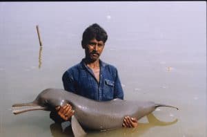 South Asian River dolphin