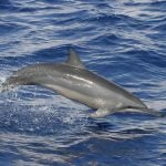 Spinner dolphin © Robert Pitman