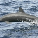Spinner Dolphin © Robert Pitman