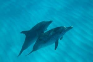 Leave a gift in your Will to help dolphins. Photo © Vanessa Mignon