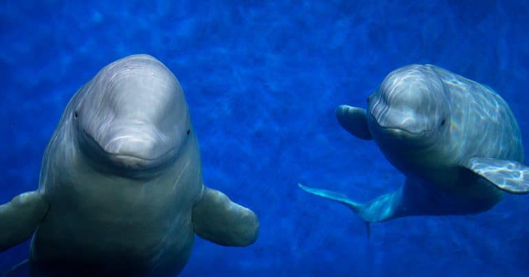 Update: Beluga move home to the ocean temporarily postponed