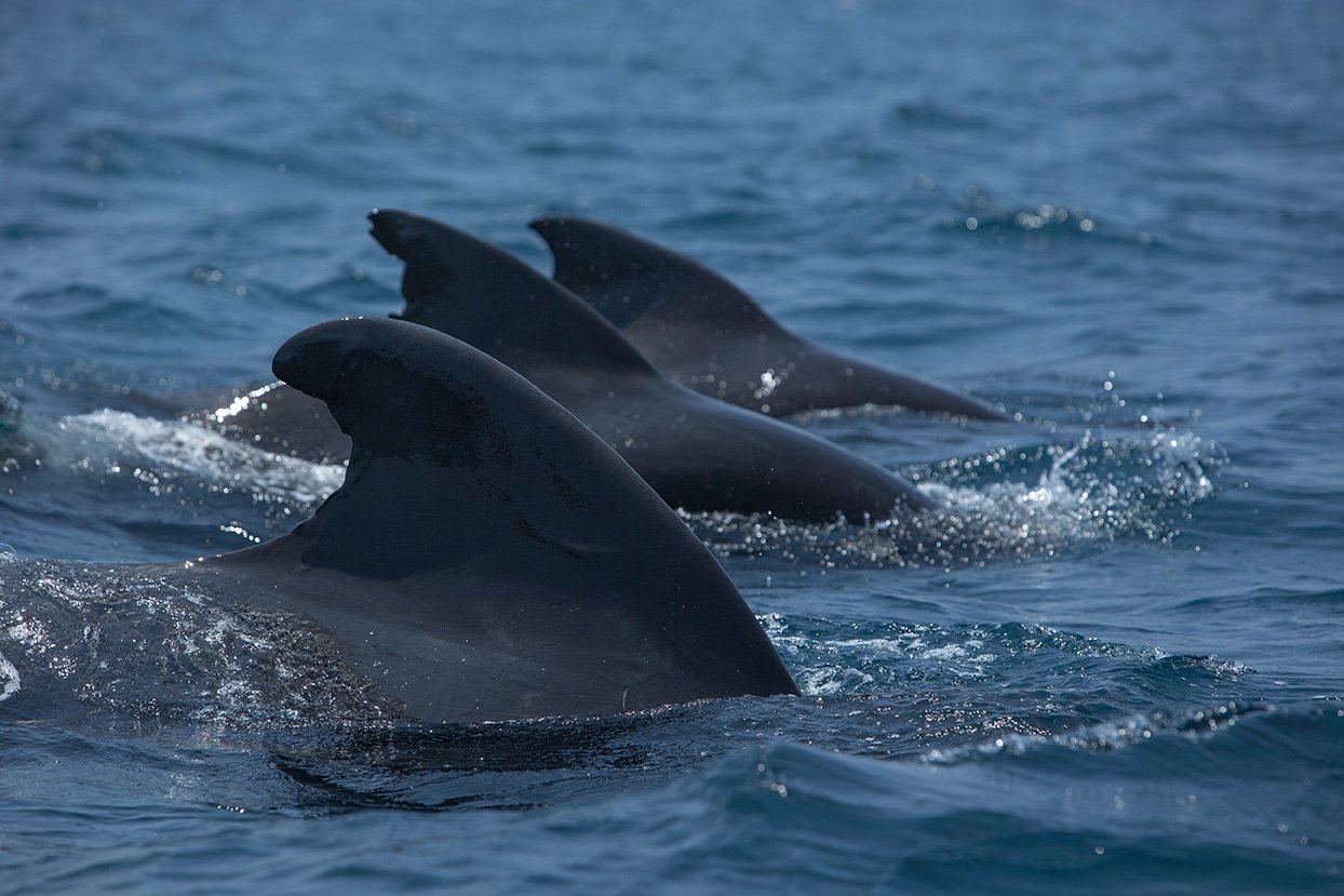 We encountered a pod of short-finned pilot whales