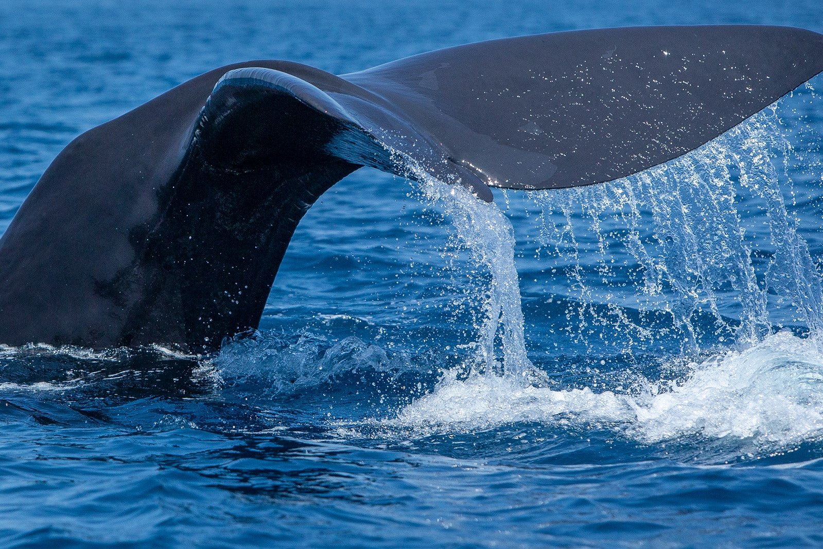 A sperm whale tail as she dives