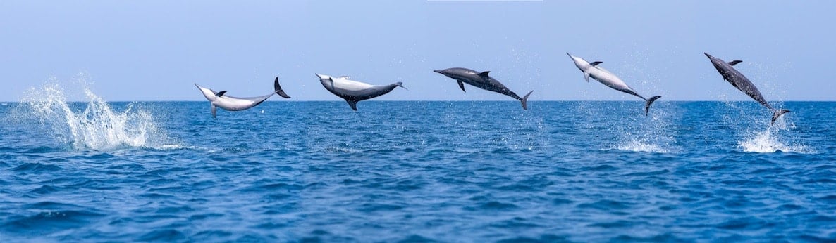 Spinner dolphins leap