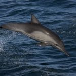 Common dolphin © Karen Debler