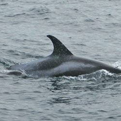 White-beaked dolphin - Whale and Dolphin Conservation