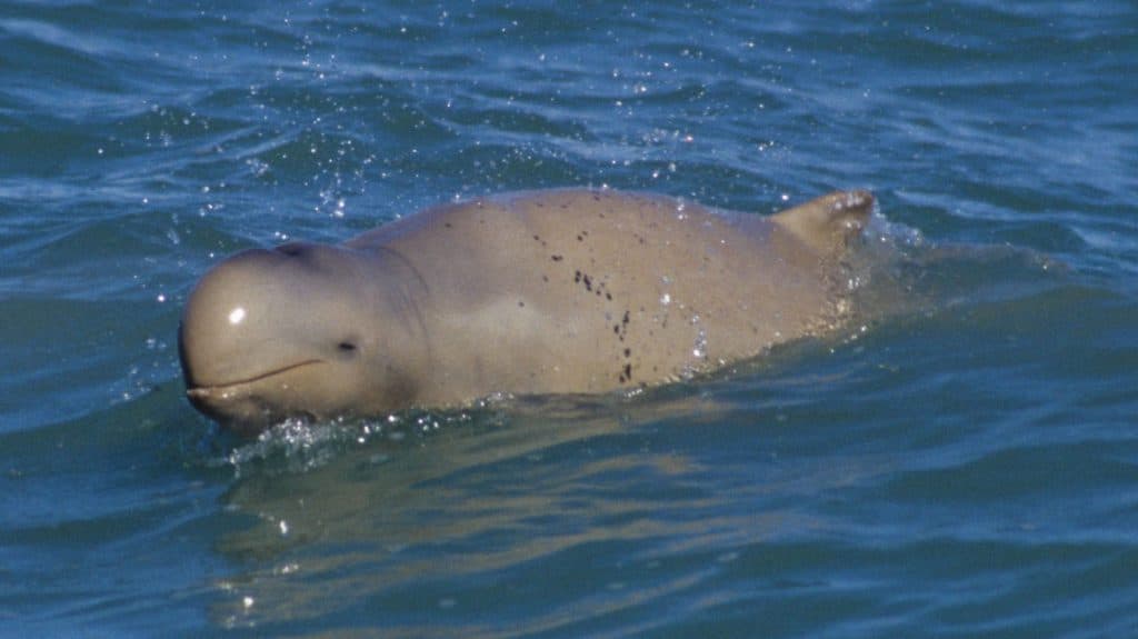 Australian snubfin dolphin © Guido Parra