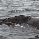 North Pacific right whale © Amy Kennedy