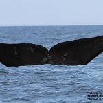 North Pacific right whale © Amy Kennedy
