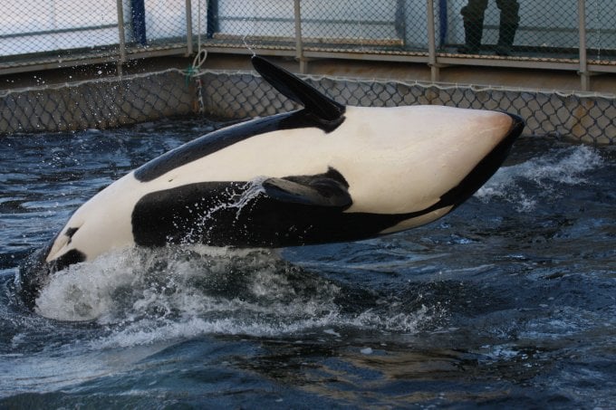 A jailed orca breaches in her tiny jail cell