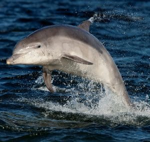 Charlie the bottlenose dolphin breaching