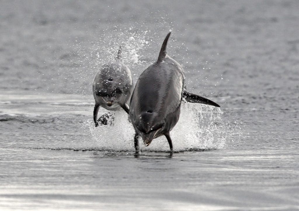 Bottlenose dolphin Rainbow breaching with her daughter Raindrop