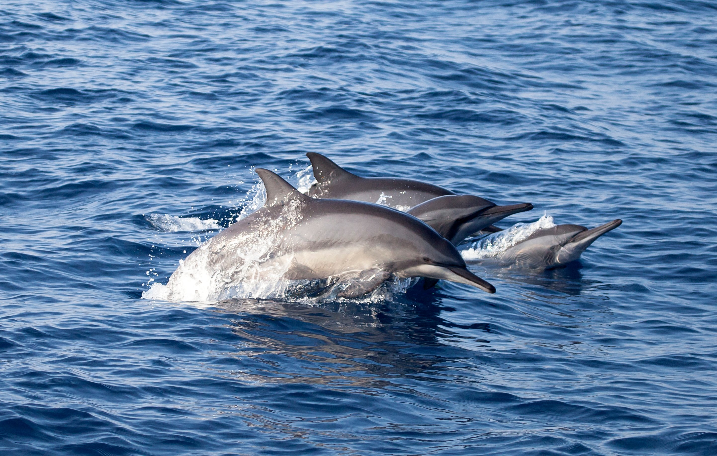 Spinner dolphins © Rob Lott/WDC