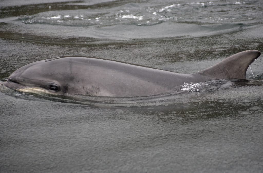 Bottlenose dolphin Spirit swimming
