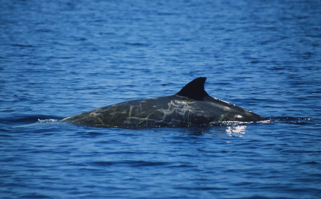 Blainville's beaked whale