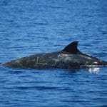 Blainville's beaked whale