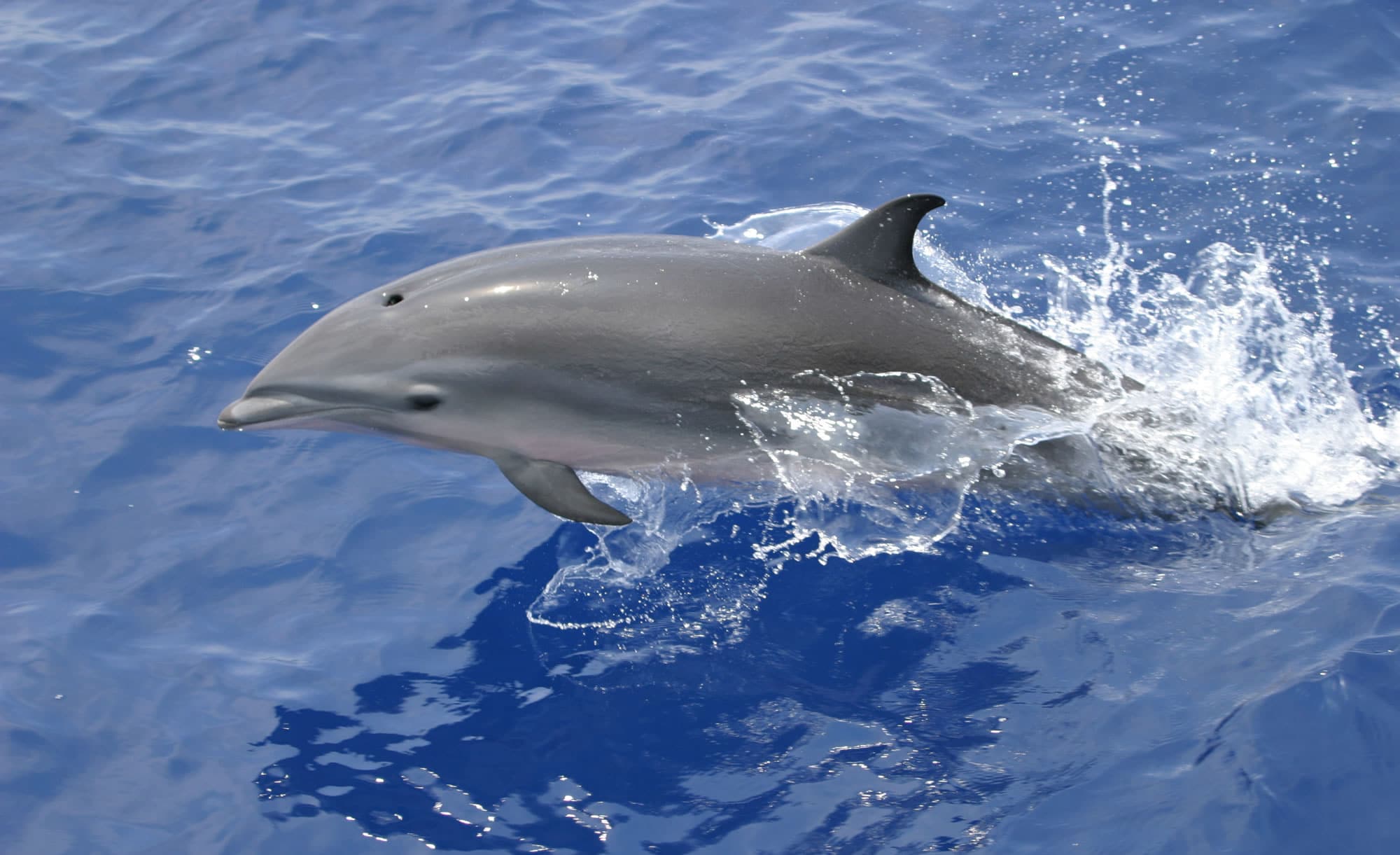 Fraser's dolphin - Whale and Dolphin Conservation