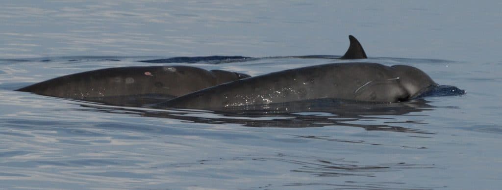 Gervais' beaked whale
