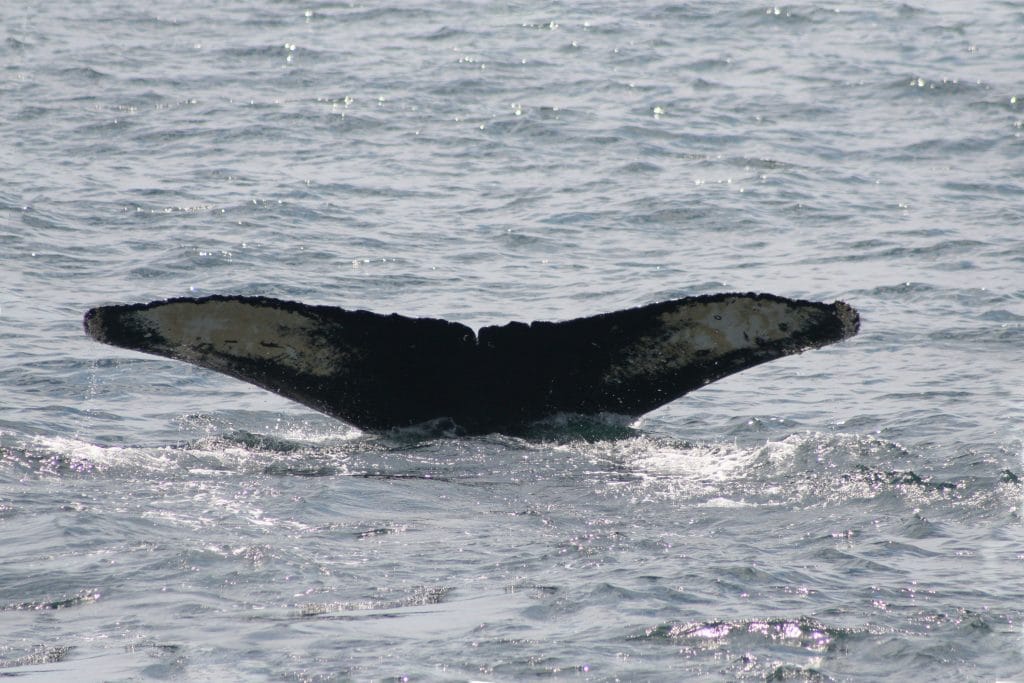 Humpback whale Reflection with underside of tail fluke