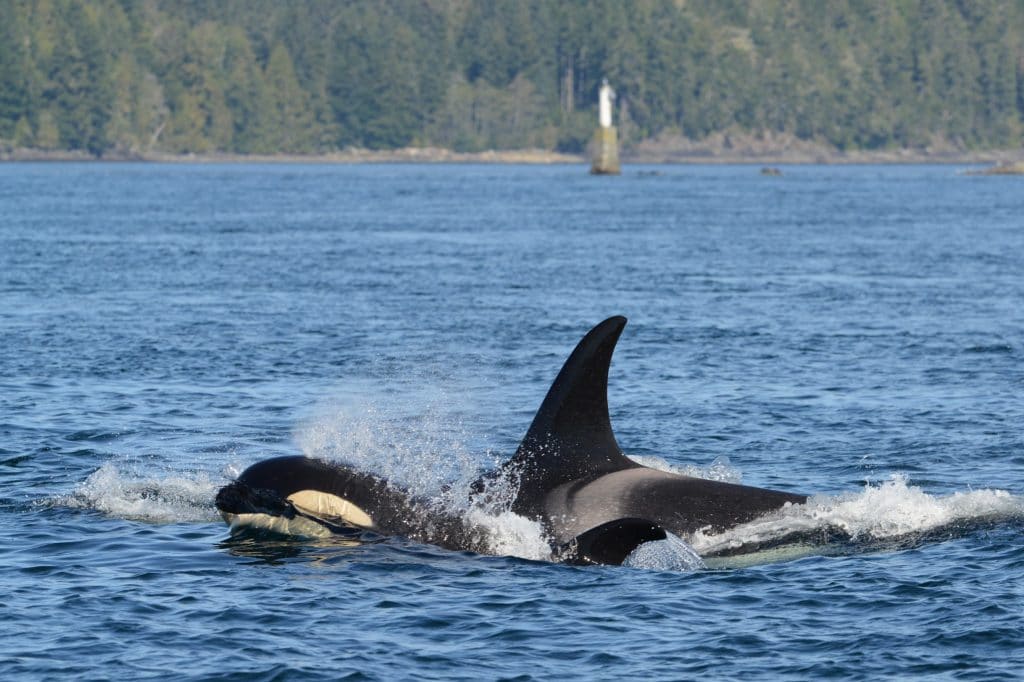 Orca - Holly with her family