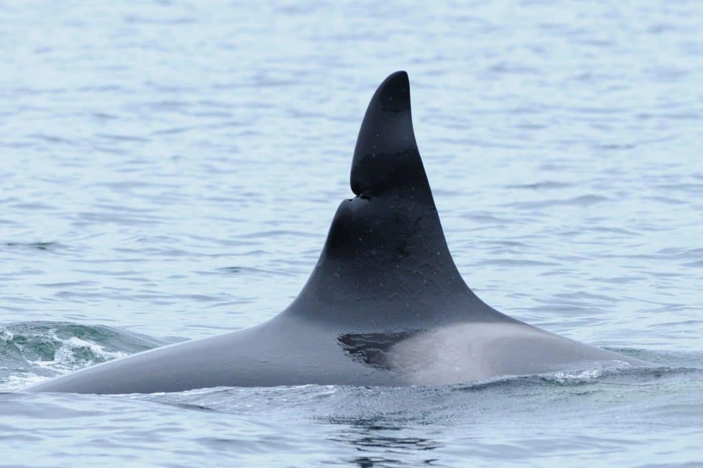 Orca - Bend with nick in dorsal fin